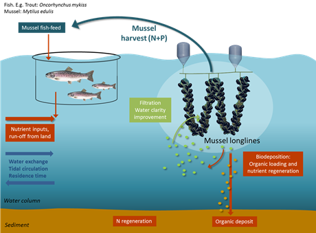 Mussel mitigation concept